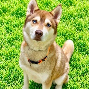 Banjo -  Husky Dog for Adoption in Battle Creek, Michigan - Banjo | PetCurious