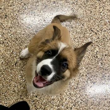 Puffin -  Saint Bernard and Mixed Breed Dog for Adoption in Tempe, Arizona - Puffin | PetCurious
