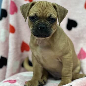 Dachshund Dogs Available for Adoption - Gonzo | PetCurious