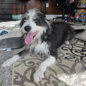 Rescue Terrier Dogs for Adoption in Rock Hill, South Carolina - Fenry | PetCurious