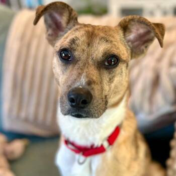 Terrier Dogs Available for Adoption in Bloomfield, Connecticut - Benny | PetCurious