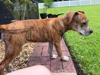 Nala -  Plott Hound and Mixed Breed Dog for Adoption in Orlando, Florida - Nala | PetCurious