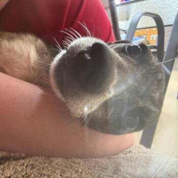 Boots -  Chihuahua Dog for Adoption in Parrish, Alabama - Boots | PetCurious