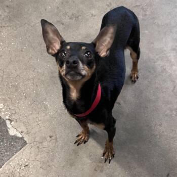 Hershey -  Miniature Pinscher Dog for Adoption in Tampa, Florida - Hershey | PetCurious