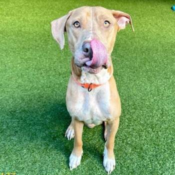 Mixed Breed Dogs Available for Adoption - Deuce | PetCurious