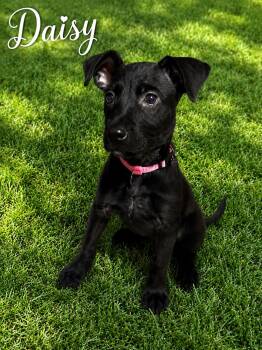 Daisy -  Jack Russell Terrier and Wirehaired Terrier Dog for Adoption in Park Forest, Illinois - Daisy | PetCurious