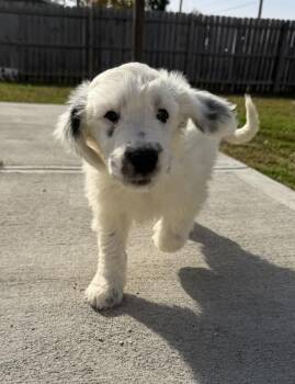 Idaho : Emmett -  Labradoodle and Husky Dog for Adoption in Aurora, Indiana - Idaho : Emmett | PetCurious