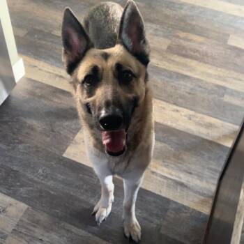 Dolly D11584 -  German Shepherd Dog Dog for Adoption - Dolly D11584 | PetCurious