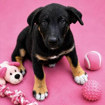 Skye -  German Shepherd Dog Dog for Adoption in Inez, Texas - Skye | PetCurious