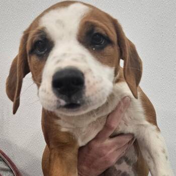 Booker -  Labrador Retriever Dog for Adoption in Kalamazoo, Michigan - Booker | PetCurious