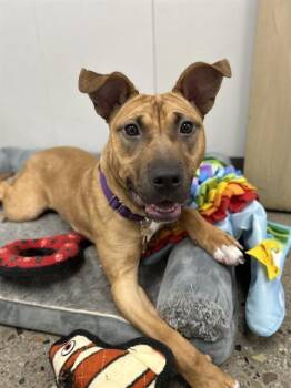 American Bulldog and Mixed Breed Dogs Available for Adoption in Omaha, Nebraska - CYNTHIA | PetCurious