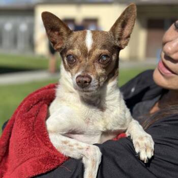 FRIEND -  Chihuahua Dog for Adoption in Camarillo, California - FRIEND | PetCurious