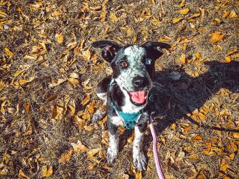 German Shepherd Dog and Catahoula Leopard Dog Dogs Available for Adoption - OPAL | PetCurious