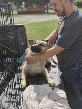 Hera -  Shepherd Dog for Adoption in Lakeland, Florida - Hera | PetCurious