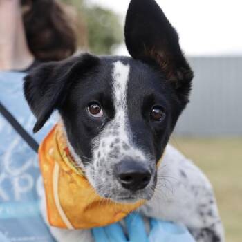 MAXWELL -  Hound Dog for Adoption in San Antonio, Texas - MAXWELL | PetCurious