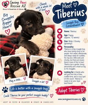 Tori puppy - Tiberius -  Mastiff and German Shepherd Dog Dog for Adoption in Glendale, Arizona - Tori Puppy - Tiberius | PetCurious