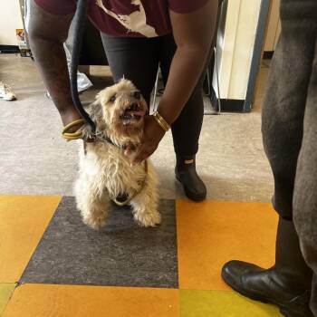 Kobe -  Maltese Dog for Adoption in Philadelphia, Pennsylvania - Kobe | PetCurious