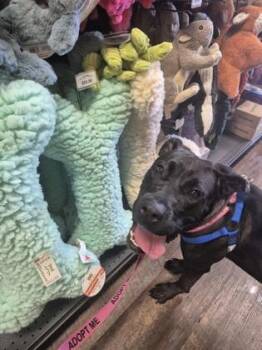 Allison -  Mixed Breed Dog for Adoption in Chamblee, Georgia - Allison | PetCurious