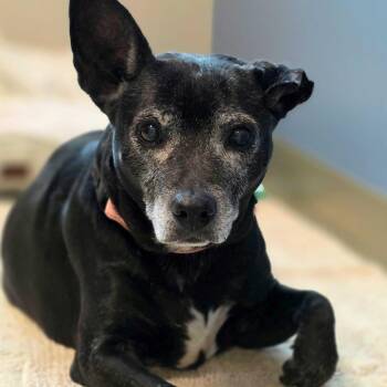Lilo -  Mixed Breed Dog for Adoption in Englewood, Florida - Lilo | PetCurious