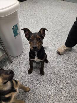 Terrier Dogs Available for Adoption - Yogi | PetCurious