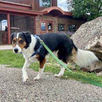 Vida -  Mixed Breed Dog for Adoption in Glenwood Springs, Colorado - Vida | PetCurious