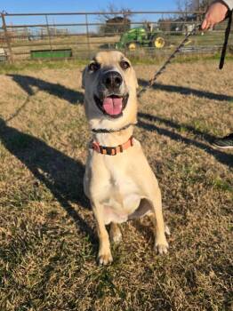 Rescue Whippet and Yellow Labrador Retriever Dogs for Adoption in Republic, Missouri - Linden | PetCurious