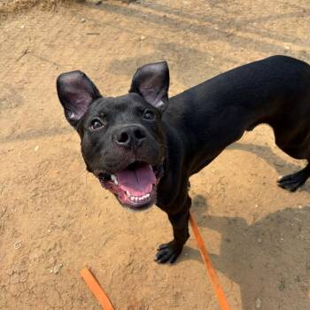 Mixed Breed Dogs Available for Adoption in Columbus, Georgia - Rutledge 8237 | PetCurious