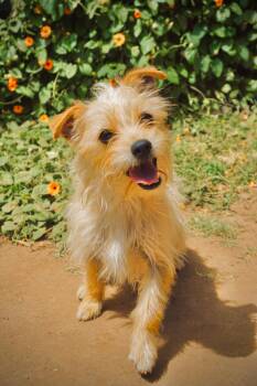 Lilipad -  Norfolk Terrier and Cairn Terrier Dog for Adoption in San Diego, California - Lilipad | PetCurious
