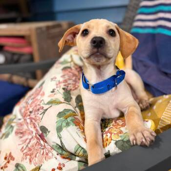 Brownie -  Labrador Retriever and Chihuahua Dog for Adoption in Griswold, Connecticut - Brownie | PetCurious