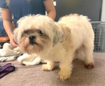 Koda -  Shih Tzu Dog for Adoption in St. Augustine, Florida - Koda | PetCurious