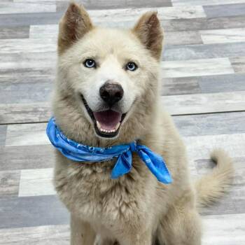 Balto JuM -  Siberian Husky Dog for Adoption in Austin, Texas - Balto JuM | PetCurious