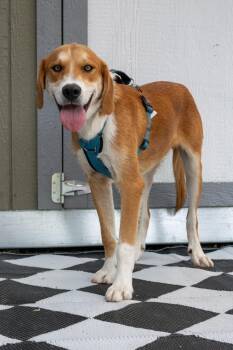 Mountain Litter- Rocky -  Great Pyrenees and Labrador Retriever Dog for Adoption in Savage, Minnesota - Mountain Litter- Rocky | PetCurious