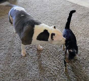 Luna -  Pit Bull Terrier and Mixed Breed Dog for Adoption in Palm Coast, Florida - Luna | PetCurious