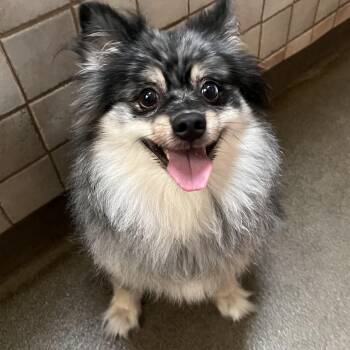Zulu Henry 6004 -  Pomeranian Dog for Adoption in Boca Raton, Florida - Zulu Henry 6004 | PetCurious