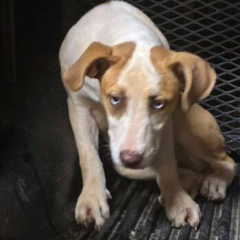 Peanut Butter -  Mixed Breed Dog for Adoption in Gadsden, Alabama - Peanut Butter | PetCurious