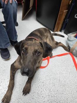 Bugsy -  Catahoula Leopard Dog Dog for Adoption in Montello, Wisconsin - Bugsy | PetCurious