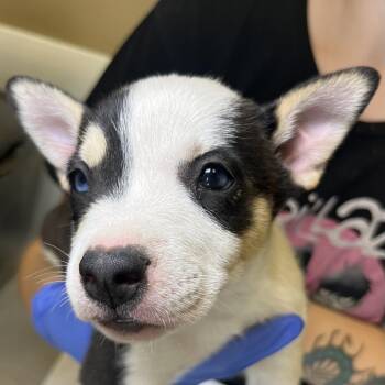 Fimra -  Mixed Breed Dog for Adoption in Palm Springs, California - Fimra | PetCurious