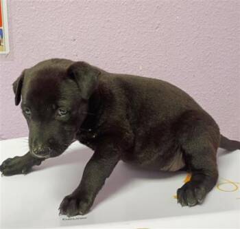 61563263 -  Mixed Breed Dog for Adoption in El Paso, Texas - 61563263 | PetCurious