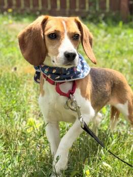Sesame -  Mixed Breed Dog for Adoption in Menomonie, Wisconsin - Sesame | PetCurious