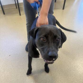 Black Labrador Retriever Dogs Available for Adoption in West Palm Beach, Florida - Lucky | PetCurious