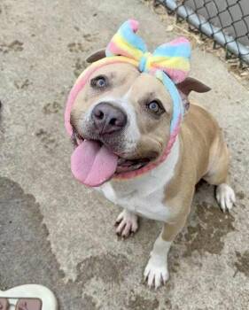 Birgitta -  Pit Bull Terrier Dog for Adoption in Chicago, Illinois - Birgitta | PetCurious