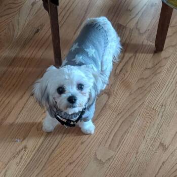 Whimsy -  Bichon Frise and Shih Tzu Dog for Adoption in Rochester, Minnesota - Whimsy | PetCurious