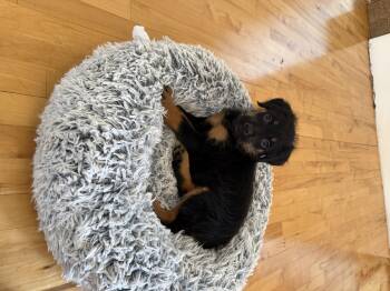 Bernadoodle Dogs Available for Adoption - Finn | PetCurious