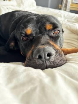Lola -  Rottweiler Dog for Adoption in Patterson, New York - Lola | PetCurious
