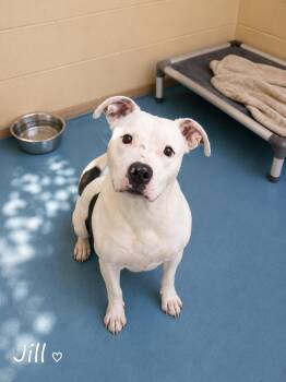 Jill -  American Bully Dog for Adoption in Sylacauga, Alabama - Jill | PetCurious