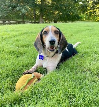 Rescue Beagle Dogs for Adoption in Glastonbury, Connecticut - Dorothy | PetCurious