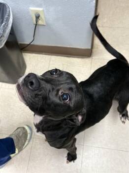CAROL -  Pit Bull Terrier and Mixed Breed Dog for Adoption in Killeen, Texas - CAROL | PetCurious