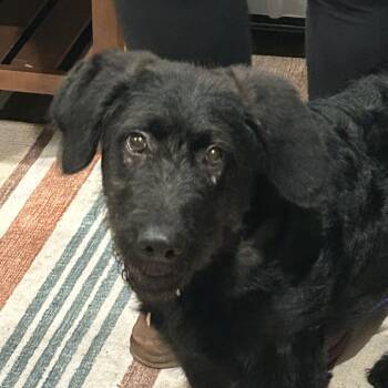 German Wirehaired Pointer Dogs Available for Adoption - Inkwell | PetCurious