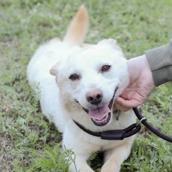 Mixed Breed Dogs Available for Adoption - Oikos | PetCurious