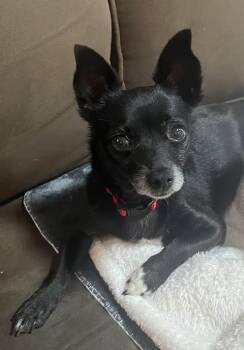 Chihuahua Dogs Available for Adoption in College Station, Texas - Wren | PetCurious